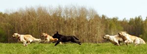 dogs