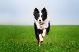 dog banner
