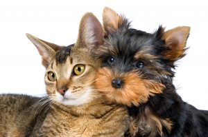 dog and cat
