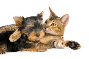 dog and cat