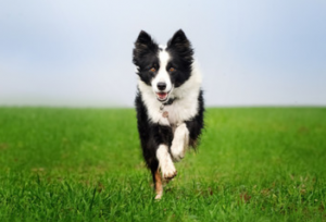 home page dog