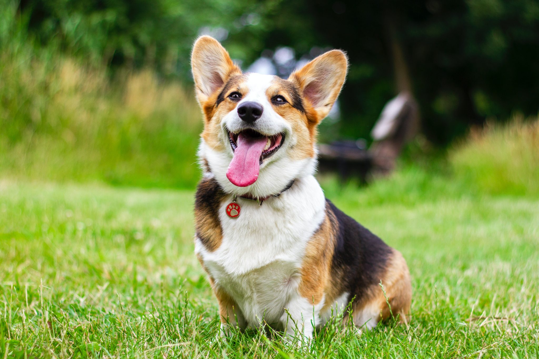 dog-sits-on-green-grass-2737393 - Fit'n'Flash