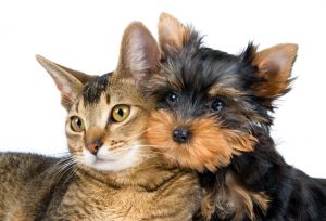 dog and cat