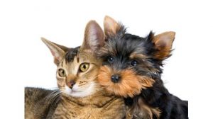 dog and cat