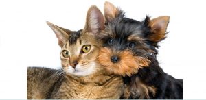 dog and cat