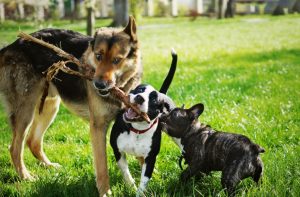 dogs